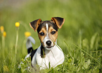 Deutschland, Baden-Württemberg, Jack Russel Terrier Welpe auf Wiese - SLF000235