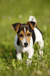 Germany, Baden-Wuerttemberg, Jack Russel Terrier puppy standing on meadow - SLF000237