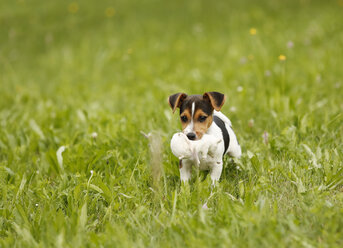 Deutschland, Baden-Württemberg, Jack Russel Terrier Welpe mit Stofftier - SLF000241