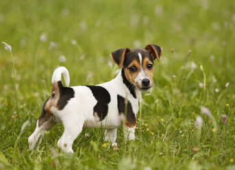 Germany, Baden-Wuerttemberg, Jack Russel Terrier puppy standing on meadow - SLF000240