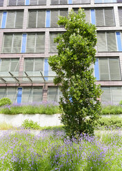 Deutschland, Duisburg, Eiche und Lavendelblüten vor einem Gebäude - HL000211