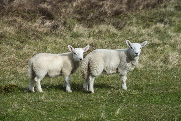 Vereinigtes Königreich, Schottland, Ansicht von zwei Lämmern auf einem Feld - ELF000263