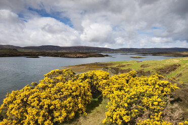 Vereinigtes Königreich, Schottland, Blick auf wilden Ginster am Loch Dunvegan - ELF000261