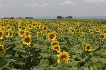 Österreich, Burgenland, Blick auf ein Sonnenblumenfeld - GFF000108