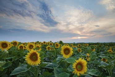 Österreich, Burgenland, Blick auf ein Sonnenblumenfeld - GFF000106