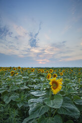 Österreich, Burgenland, Blick auf ein Sonnenblumenfeld - GFF000105