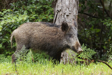 Turkey, Wild Boar in Dilek National Park - SIE004094