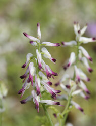 Turkey, White ramping fumitory, close up - SIEF004092