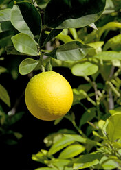 Germany, Mannheim, Yellow Grapefruit on tree - ALEF000049