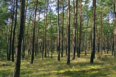 Germany, Brandenburg, Pine wood trees - ALEF000048