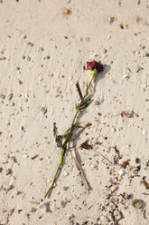 Spain, Dumped rose at sandy beach - SKF001405