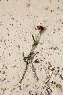 Spanien, Abgeschlagene Rose am Sandstrand - SKF001405