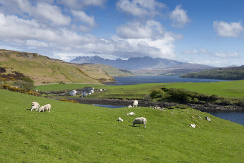 United Kingdom, Scotland, Isle of Skye, View of sheep grazing on green meadow - ELF000291