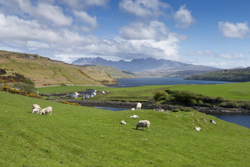 Vereinigtes Königreich, Schottland, Isle of Skye, Blick auf grasende Schafe auf einer grünen Wiese - ELF000291