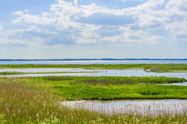 Germany, Schleswig Holstein, View of Nature Reserve Geltinger Birk - MJF000283