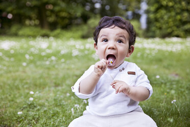 Baby boy sitting on grass and holding daisy flower to his mouth - MFF000561