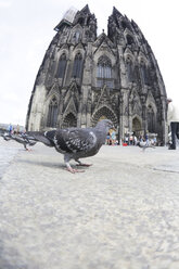 Deutschland, Köln, Tauben vor dem Kölner Dom - JAT000113