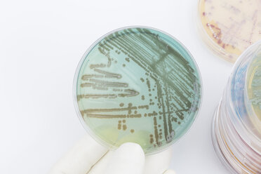 Human hand holding petri dish with bacteria, close up - DRF000005