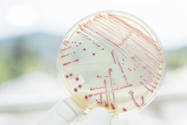 Germany, Freiburg, Human hand holding petri dish with bacteria, close up - DRF000009