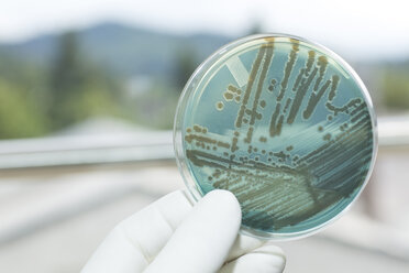 Germany, Freiburg, Human hand holding petri dish with bacteria, close up - DRF000011