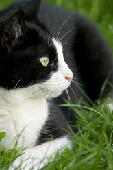 Germany, Baden Wuerttemberg, Cat sitting in grass, close up - LV000159