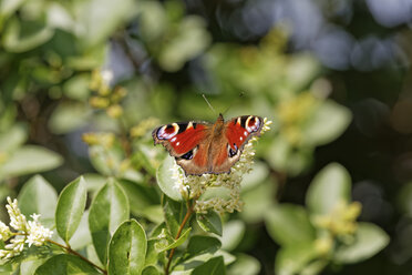 Österreich, Tagpfauenauge im Nationalpark Neusiedler See Seewinkel - GFF000128