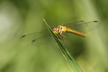 Österreich, Große Prachtlibelle im Nationalpark Neusiedler See Seewinkel - GFF000126