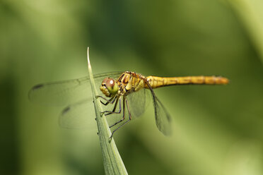 Österreich, Große Prachtlibelle im Nationalpark Neusiedler See Seewinkel - GFF000125