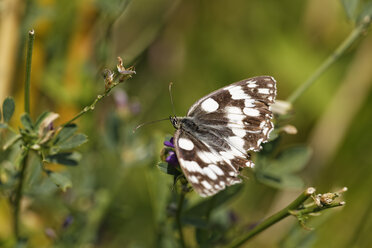 Österreich, Marmoriertes Weiß im Nationalpark Neusiedler See Seewinkel - GFF000123