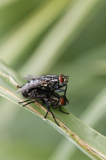 Austria, Flesh fly at Nationalpark Neusiedler See Seewinkel - GFF000119