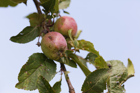 Österreich, Mostapfel im Nationalpark Neusiedler See Seewinkel - GFF000116