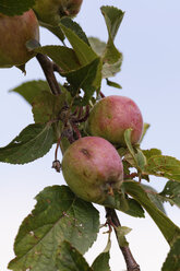 Austria, Cider apple in Nationalpark Neusiedler See Seewinkel - GFF000115