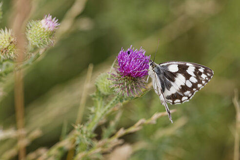 Austria, Marbled White on Spear Thistle flower, close up - GFF000114