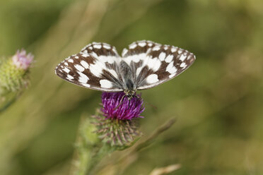 Austria, Marbled White on Spear Thistle flower, close up - GFF000113
