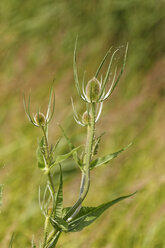 Österreich, Fuller's teasel im Nationalpark Neusiedler See Seewinkel, Nahaufnahme - GFF000112