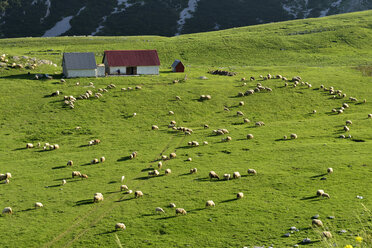 Montenegro, Sheeps grazing grass at Dobri Do - ES000446