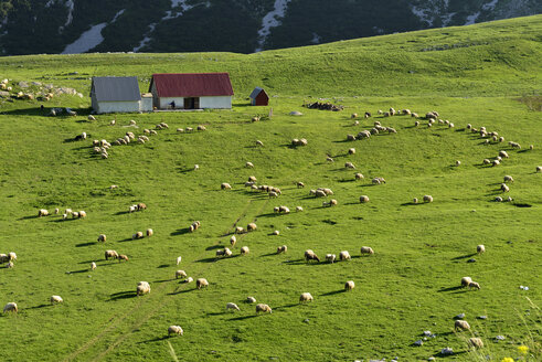 Montenegro, Sheeps grazing grass at Dobri Do - ES000446