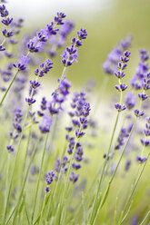 Lavendelblüte in der Natur, Nahaufnahme - SARF000059