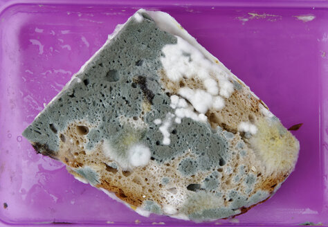 Mould bread in lunch box, close up - LBF000104