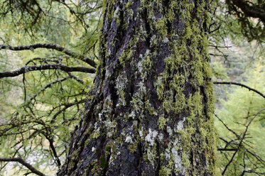 Italy, Tree Trunk of larch - LB000136