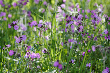 Blüte der Roten Lichtnelke, Nahaufnahme - LB000138