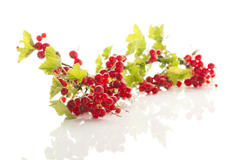 Rote Johannisbeeren mit Sträuchern auf weißem Hintergrund, Nahaufnahme, lizenzfreies Stockfoto