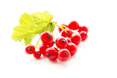 Red currants with shrubs on white background, close up - MAEF006946