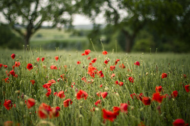 Deutschland, Baden Württemberg, Roter Mohn im Feld - SBDF000122