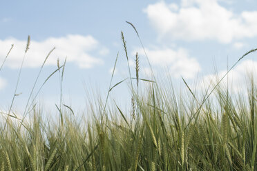 Germany, Baden Wuerttemberg, View of wheat field against blue sky - SBDF000113