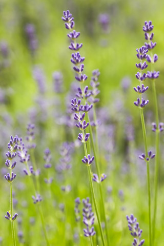 Deutschland, Sachsen, Lavendelblüte, Nahaufnahme, lizenzfreies Stockfoto