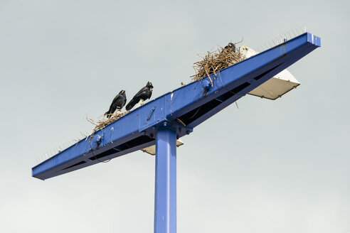 Germany, Berlin, Raven on light pylon at Berlin Schonefeld Airport - FBF000087
