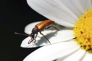 Deutschland, Minden, Bockkäfer mit Feenring auf Blüte - HOHF000181