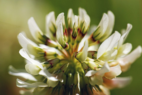 Deutschland, Minden, Weißkleeblüte, Nahaufnahme, lizenzfreies Stockfoto