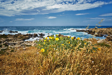 Italy, View of Wild Oat at Ionean sea - DIKF000045